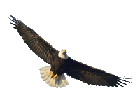 Check out the eagles at The Pier